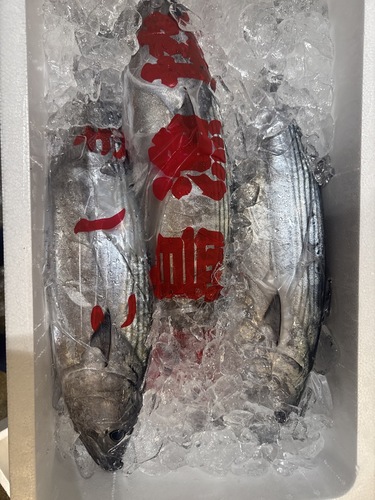 ハガツオ1.5kg〜2.5kg/匹約6.5kg(定置)