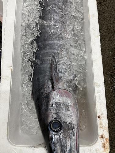 カマスサワラ1入約12.5kg(定置)