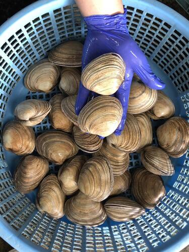 ウチムラサキ150〜200gサイズ約4kg(沿岸)