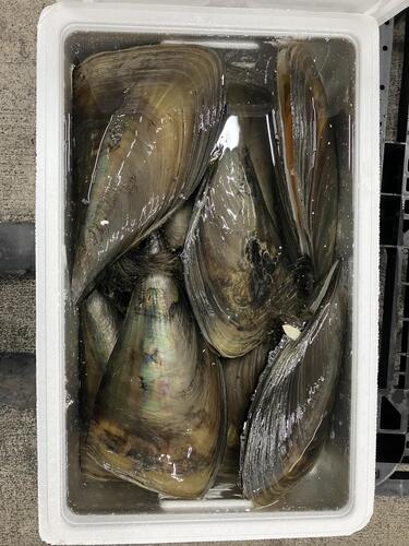 タイラギ8入約10kg(沿岸)