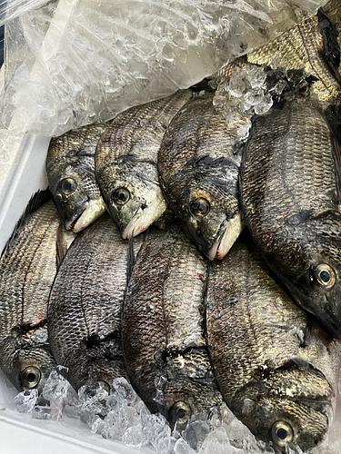 クロダイ10入約5kg