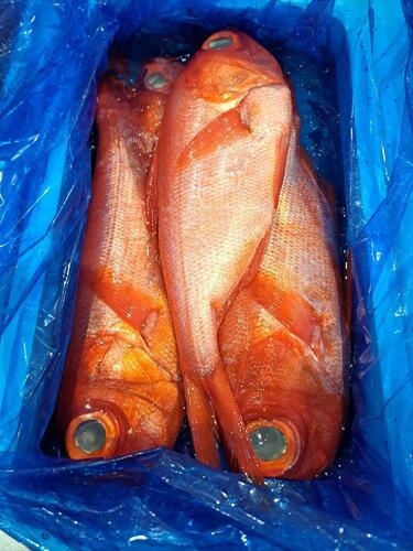 キンメダイ(釣)