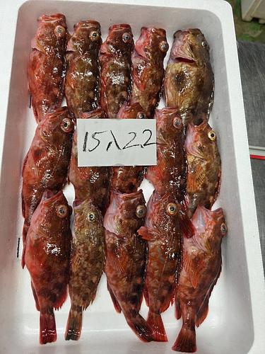 カサゴ15入約2.2kg(底曳)