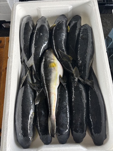 ゴマフグ10-14入前後約8kg(定置)