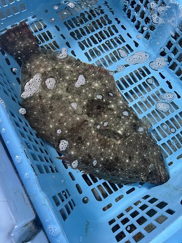 活ヒラメ1入約3.8kg(釣)