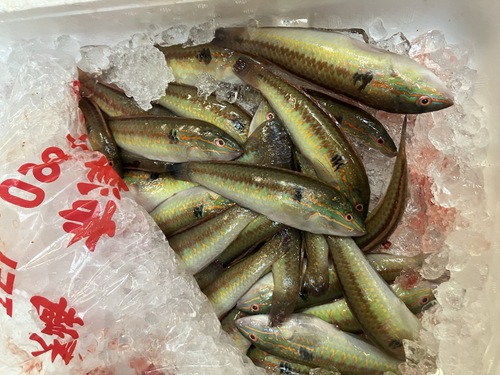キュウセン約1.1kg(沿岸)