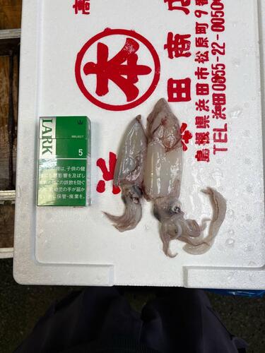 ヤリイカバラ約4kg(底曳)