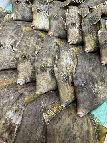 神経〆本カワハギ180前後　　17入約3kg(底曳)