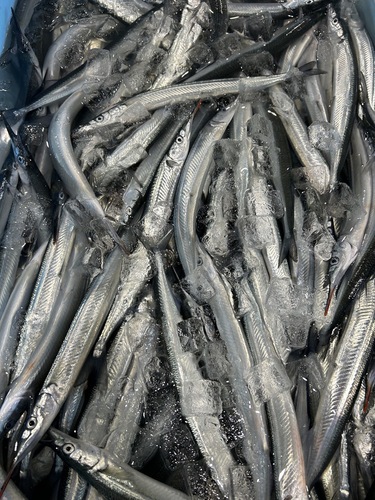 サヨリ80g約2kg(沿岸)