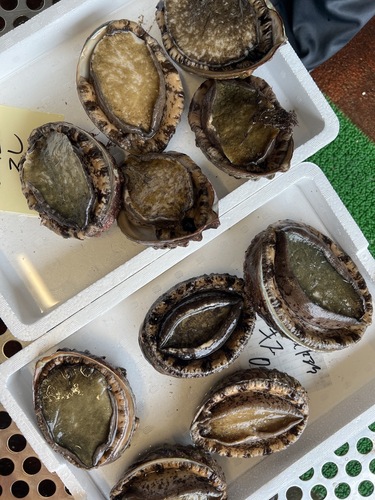 黒アワビ10入約3.3kg(沿岸)