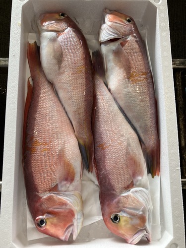 アカアマダイ4入約5kg(底曳)