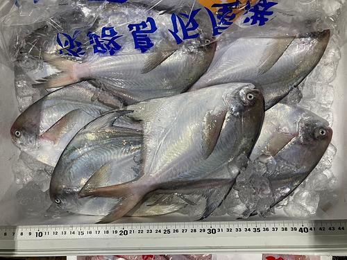 マナガツオ6入 2k前後6入約2kg(底曳)【業務用の鮮魚仕入れならウーオ】