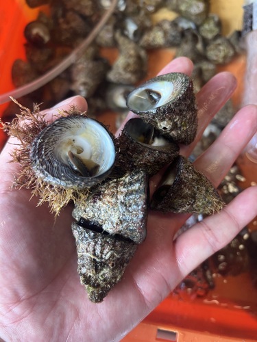 バテイラ小約3kg(沿岸)