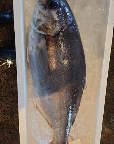 メダイ4/5k台1入約4kg(釣)