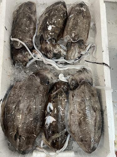モンゴウイカ6入約3.9kg(定置)