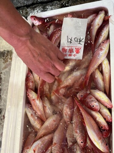 鮮魚BOX(沿岸)