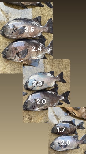 活〆イシダイ【バラ可能】6入約12.9kg(銛突)