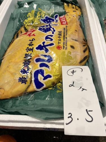 神経〆マツカワガレイ(底曳)