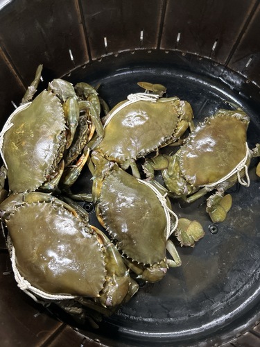 活トゲノコギリガザミ中10入約5kg