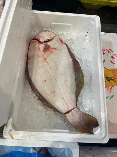 活〆ヒラメ(定置)