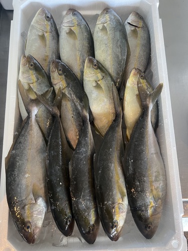 アカビラ13入約5.1kg(定置)