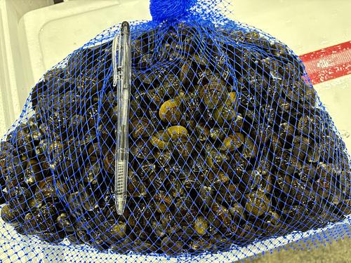 活しじみ中1入約3kg