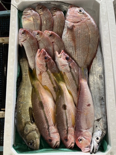 鮮魚BOX約5kg(底曳)