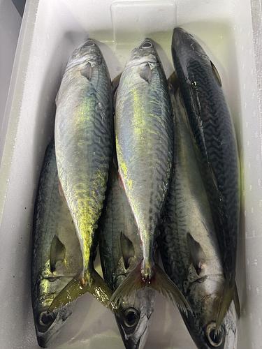 活〆マサバ(定置)