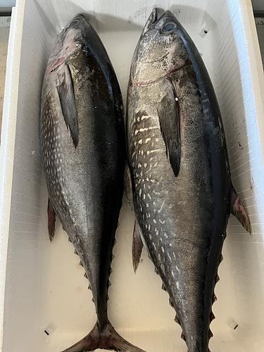 コシナガマグロ2入約6.6kg(定置)