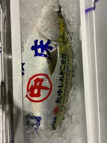 ブリ1尾11k台1入約11kg