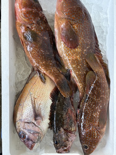 鮮魚BOX約4.1kg(定置)