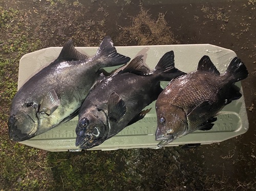 神経〆鮮魚BOX3入約8.5kg(銛突)