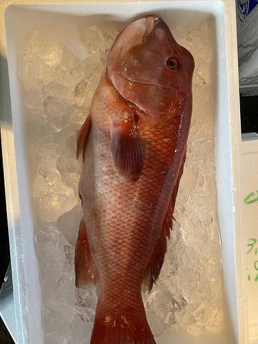 コブダイ1入約2.7kg(釣)