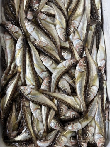 ハタハタ約5kg(底曳)【業務用の鮮魚仕入れならウーオ】