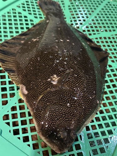 神経〆マツカワガレイ10入約6kg(底曳)
