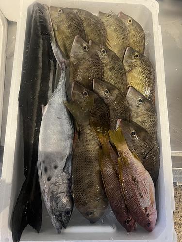 鮮魚BOX約5.1kg(定置)
