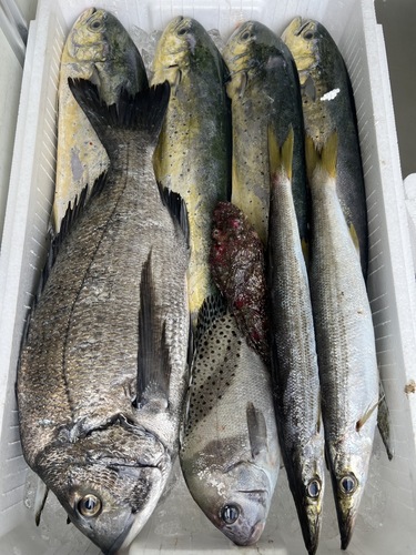 鮮魚BOX約5kg(定置)
