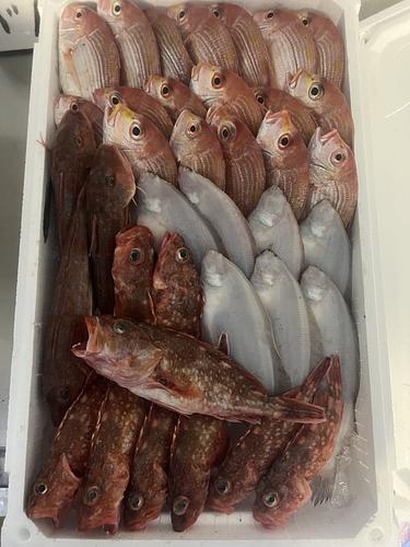 鮮魚BOX約5kg(底曳)