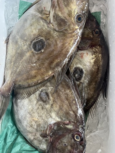 マトウダイ5入約5kg(底曳)
