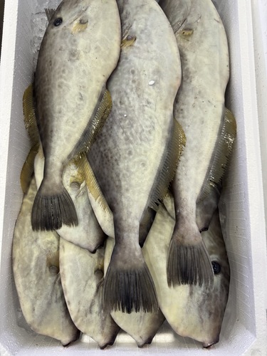 ウスバハギ大小あり10入約6.3kg(定置)