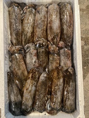 アオリイカ15入約5.5kg(定置)