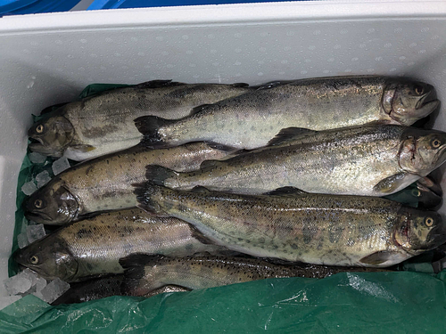 活〆ヤマメ約700g×12尾入12入約8.4kg(養殖)