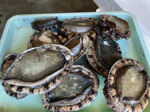 黒アワビ6入約1.35kg(沿岸)
