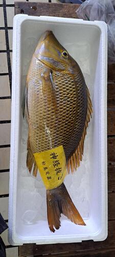 神経〆ハマフエフキ(定置)