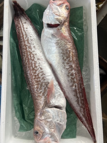 ヨロイイタチウオ2入約2.5kg(延縄)