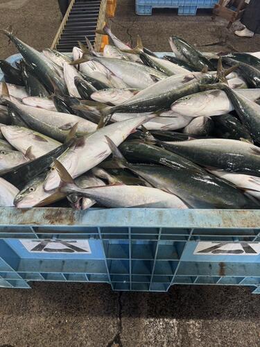 活〆ハマチ(天然)3入約11kg(巻網)