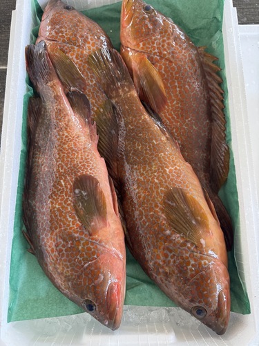 活〆キジハタ(アコウ)(釣)