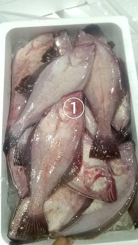 赤カレイ