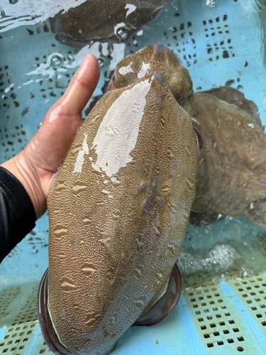 活〆モンゴウイカ6〜8入　バラ7入約8kg(底曳)