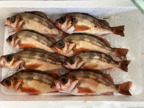 ウスメバル8入約2.2kg(釣)